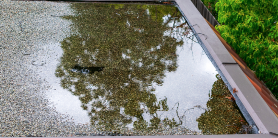 How Standing Water Breeds Dangerous Mosquitoes