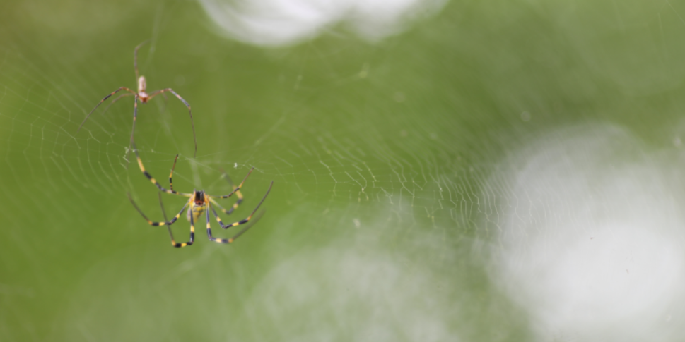 Different Spiders and Their Dangers in Glendale