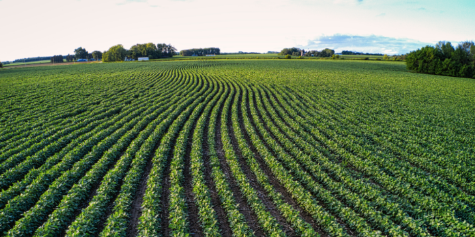Why Mosquitoes Thrive Around Farmland and Tree Lines