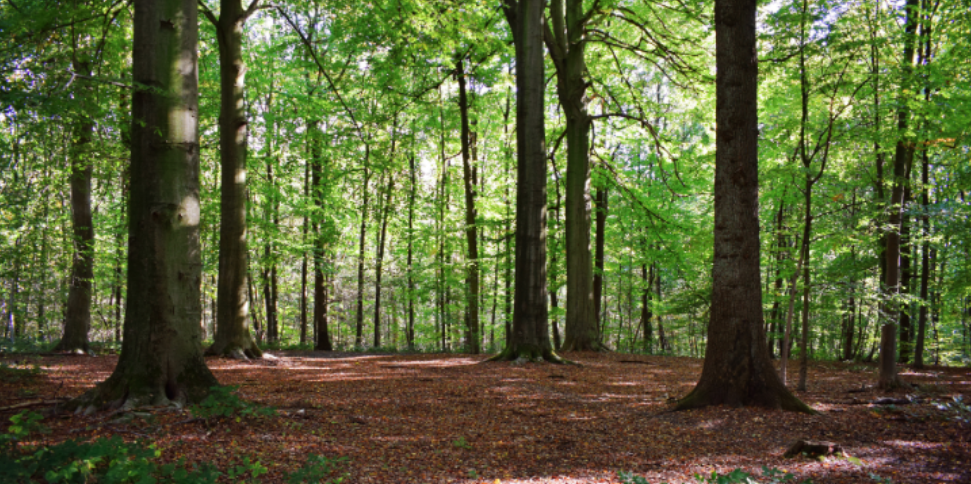 Rivers, Floodplains, and Woods and How They Impact Mosquitoes