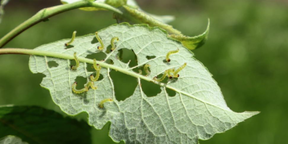 Why Do Pests Appear in Spring and Summer?