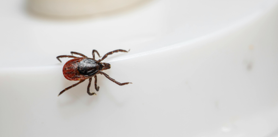 The Best Outdoor Habits to Reduce Mosquito and Tick Exposure in Hilliard, OH