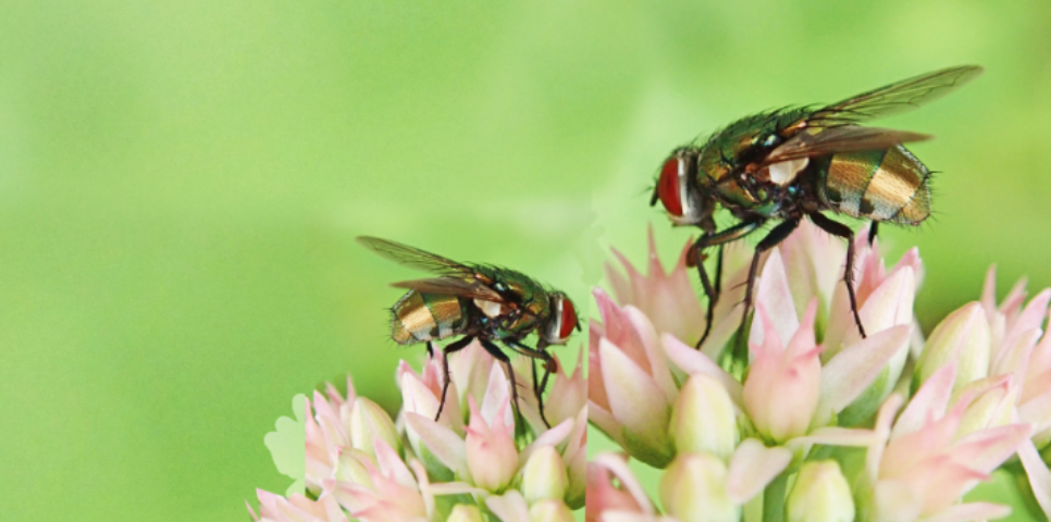 Why Are Some Homes Fly Breeding Paradises?