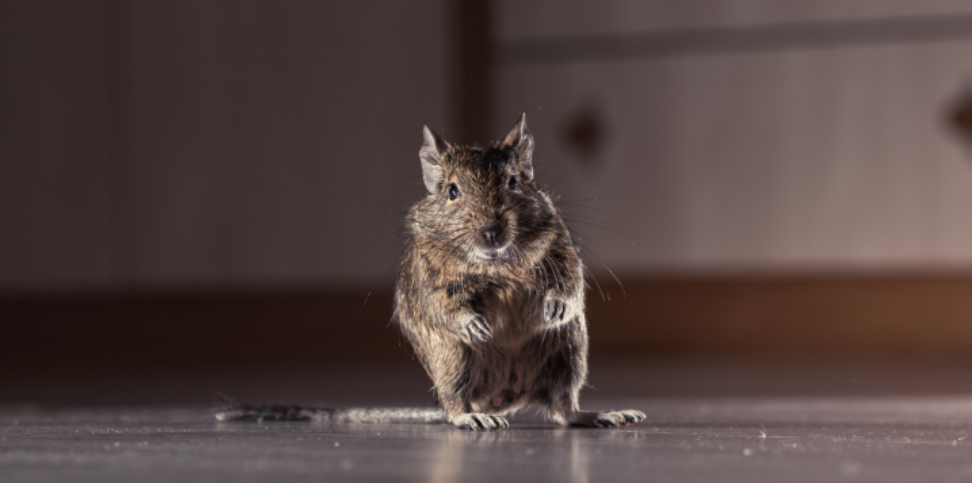 River Trail Proximity Causing Seasonal Insect and Rodent Migration into Libertyville Homes