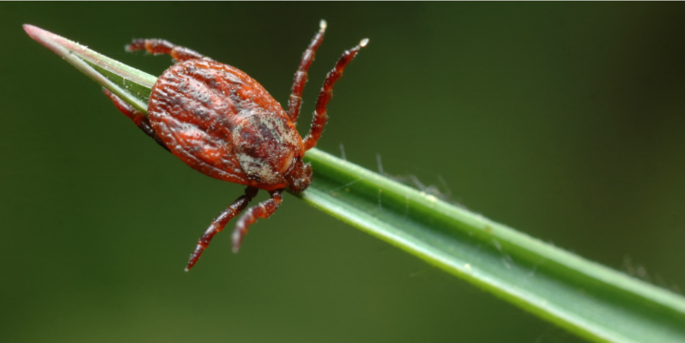 Wildlife Proximity and Tick Expansion in Wake Forest