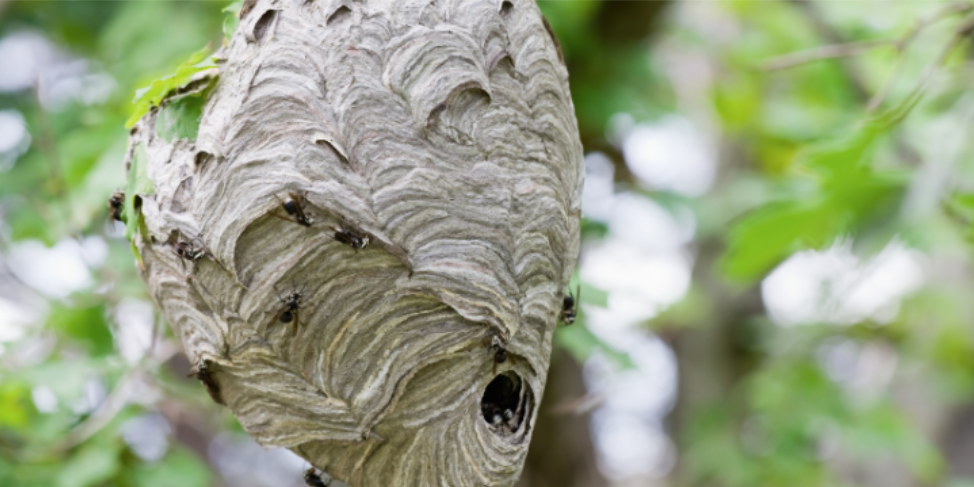 How to Prevent Hornet Nesting on Your Concord Property