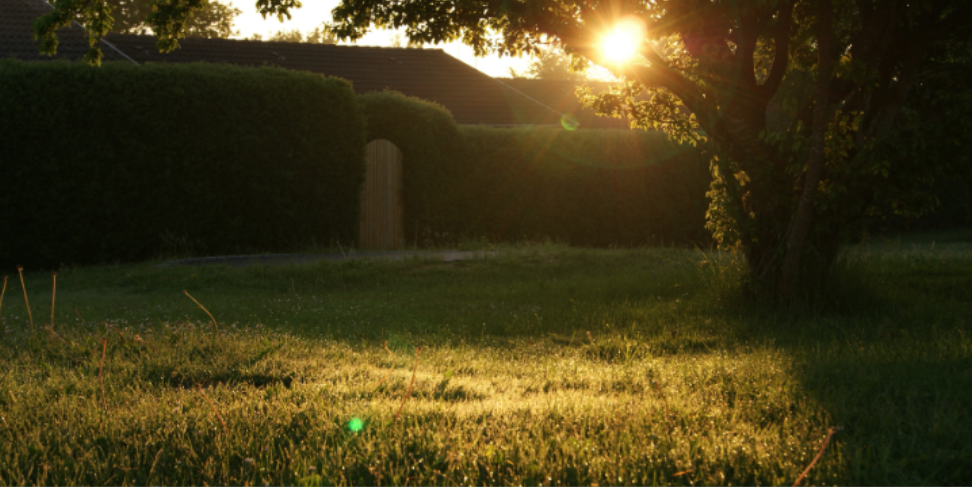 How Pest Treatments Help Prevent Infestations Even in Shady, Humid Yards