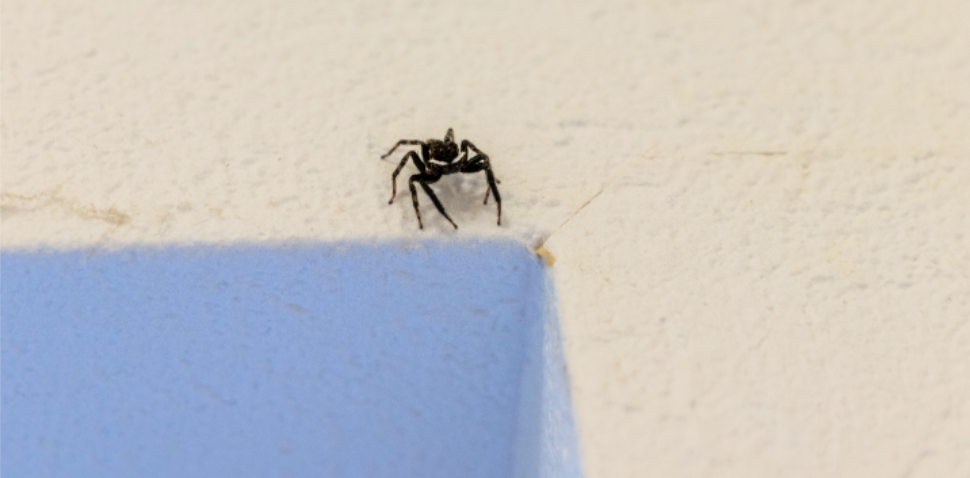 Things That Attract Spiders to Beach Area Homes in North Carolina