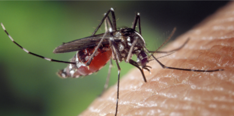 West Nile Virus Has Arrived in LA County: What Pasadena Homeowners Need to Know