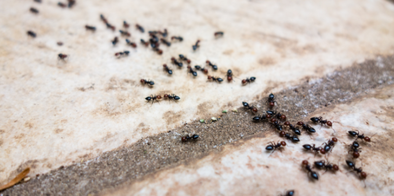 What Attracts Ants to Plano Properties?