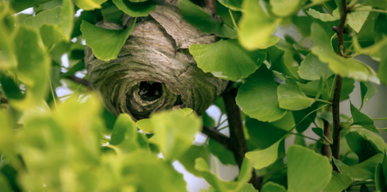 Wasp Control in Shrewsbury, MA: The Hidden Spots Wasps Love on Your Property