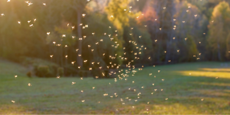 The Summer Pests Wisconsin Homeowners Are Complaining About Most