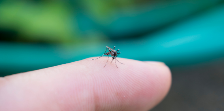 The Outdoor Trends Around West Chester Homes That May Be Increasing Mosquito Activity