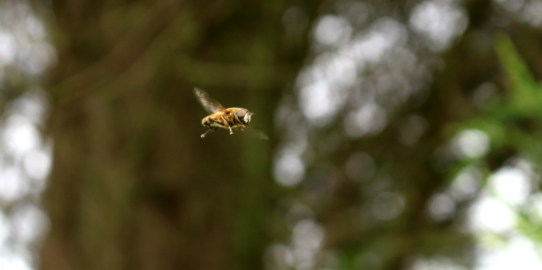 Why You Should Never Ignore Early Wasp Activity Around Your Home