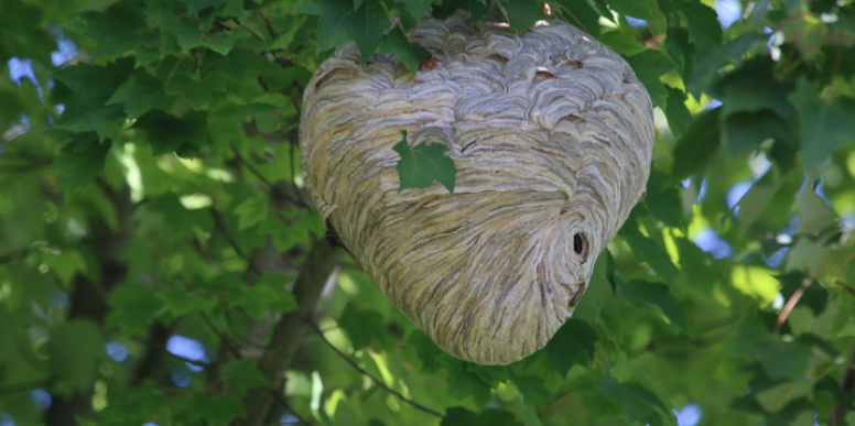 What Homeowners Should Know Before Removing a Wasp Nest