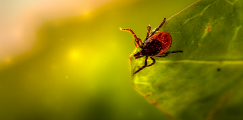 Where Are Ticks Most Likely to Be Found Around My Property?