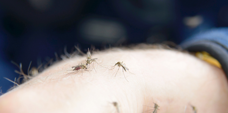Mosquitoes vs. Ticks: Which Pest Is a Bigger Threat to Your Family?