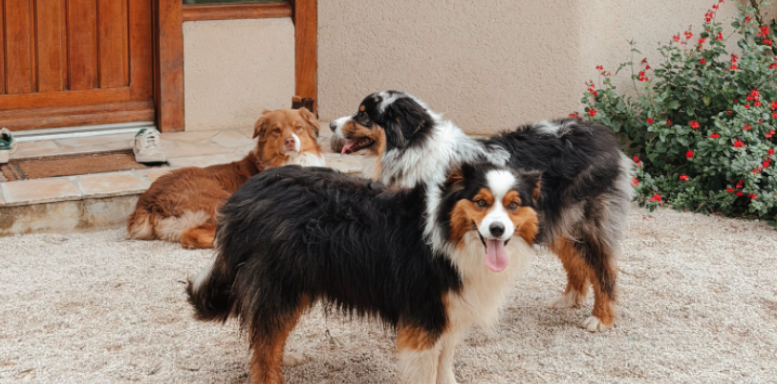 Backyard Tick Prevention Tips for Pet Owners