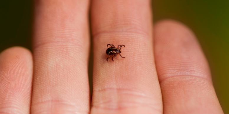 What Spreads Ticks in Saint Joseph