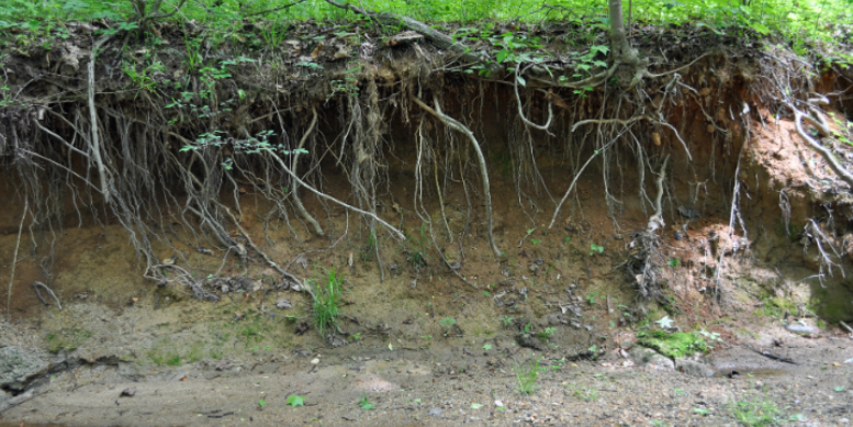 Are Humidity and Erosion Forcing Crawling Pests into Saint Joseph Homes?