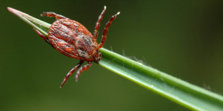 What Are the Main Pests Seen in East Denver?