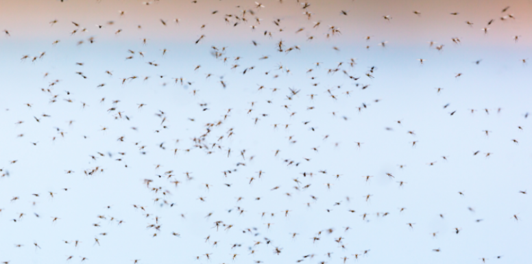 Managing Mosquito Pressure During Peak Season in Fort Morgan