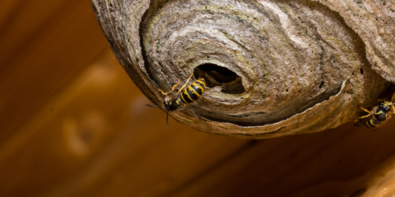 Why Wasps Love The Architecture of Homes in The Woodlands