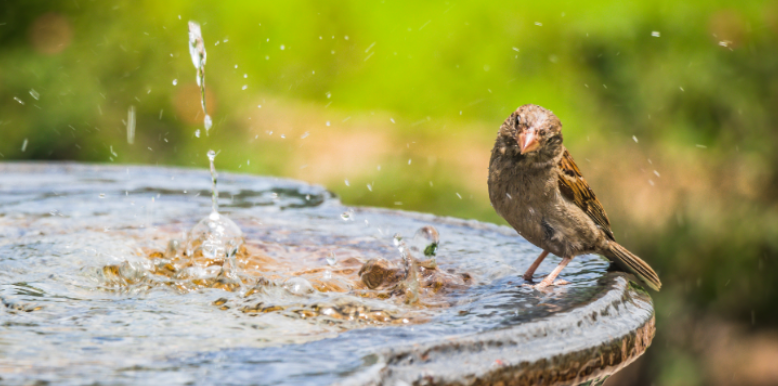 Why Backyard Water Features Can Create Bigger Mosquito Problems