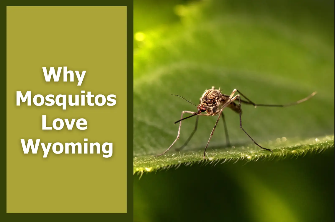 What Wyoming Homeowners Should Know About Mosquito Biology (And Why It Makes All the Difference)