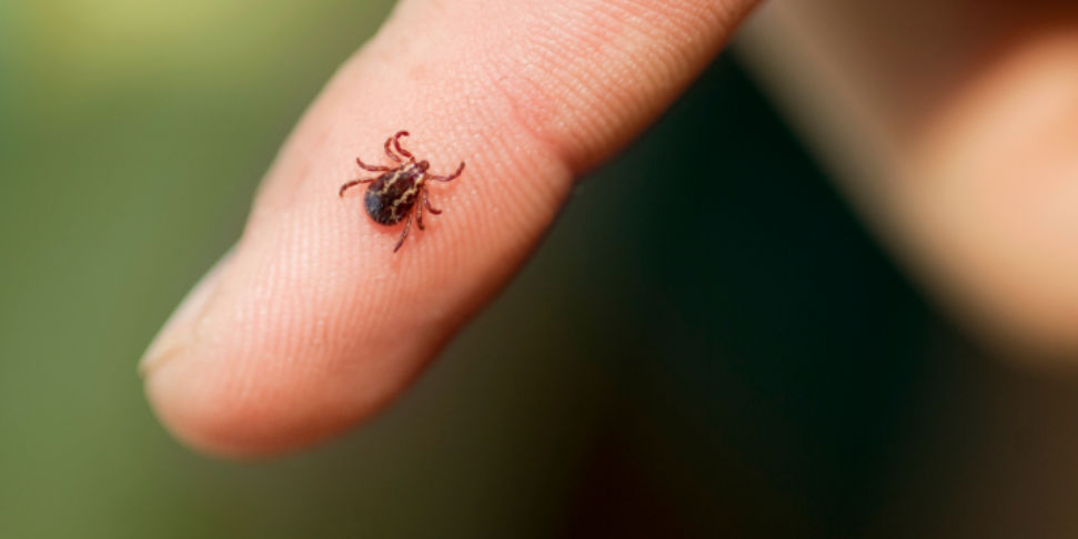 What Ashwaubenon Families Should Know About Seasonal Pest Prevention