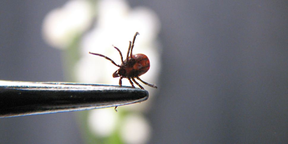 Should Families Around West Chester Be More Concerned about Ticks this Season?