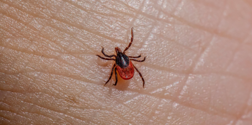 Why Tick Prevention Matters Before Peak Outdoor Season