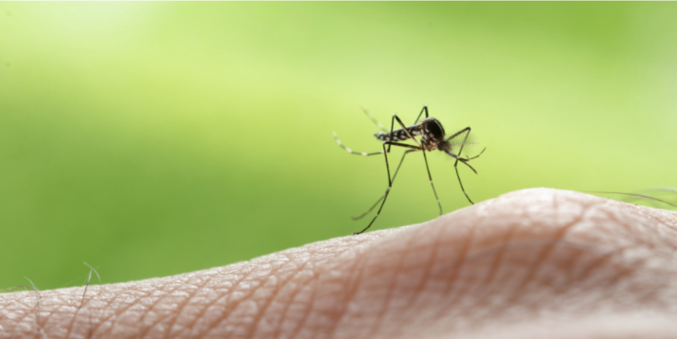 Why Caldwell Homeowners Are Scheduling Mosquito Treatments Earlier