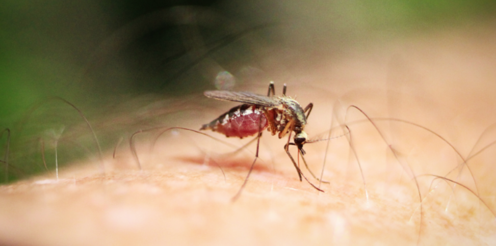 Why You May Be Seeing More Mosquitoes Than Your Neighbors