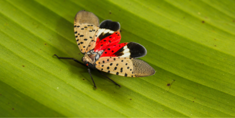 How to Identify Spotted Lanternfly Eggs in Fredericksburg, VA