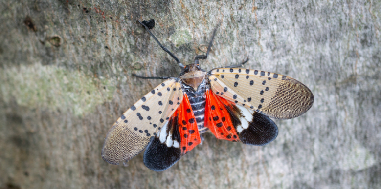 What Kind of Damage Do Spotted Lanternflies Cause?