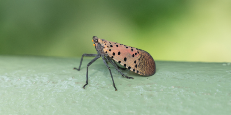 What Attracts Spotted Lanternflies to Coastal Properties?