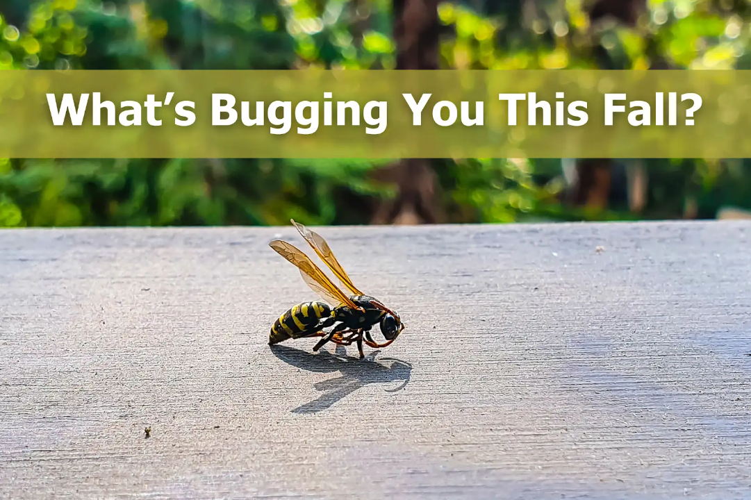 What's Bugging You This Fall? Common Pest Myths in Southeast Wyoming