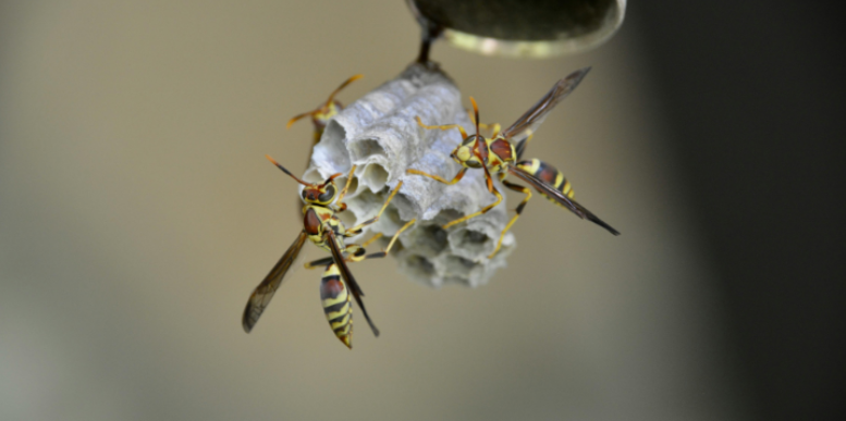 How Do Hornets Differ from Wasps and Yellow Jackets?