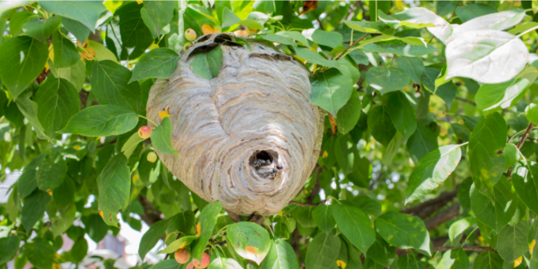 Differences Between Hornets and Wasps