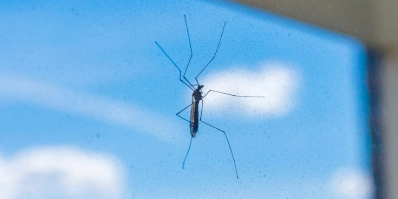 Why Marietta Mosquitoes Are Bad Even During the Day
