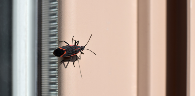Seasonal Pest Activity in Late Summer and Early Fall