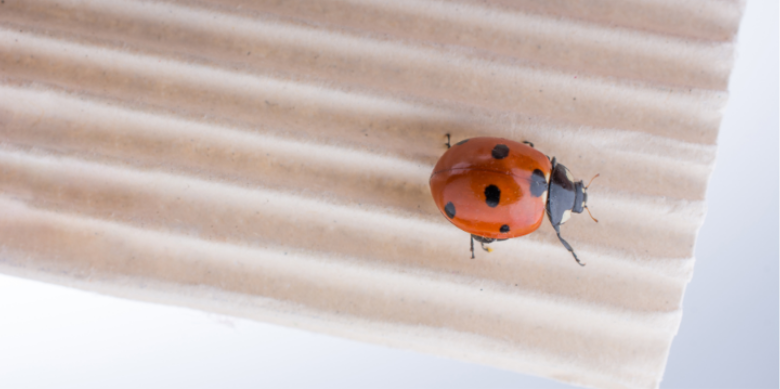 Why Ladybugs Congregate on Light Colored Homes