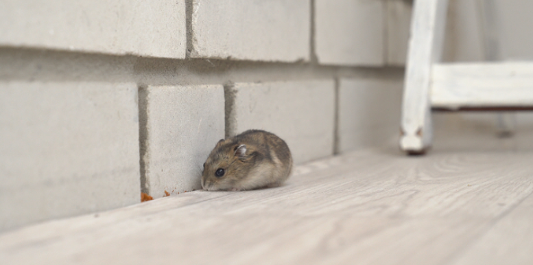 What Hidden Basement and Crawlspace Gaps Allow Mice into Homes Every Fall?