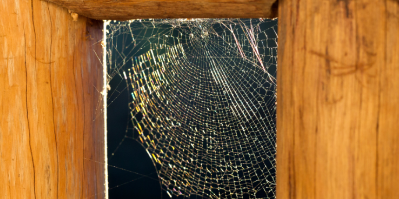 Why Spiders Keep Building Webs on Porch Lights and Siding