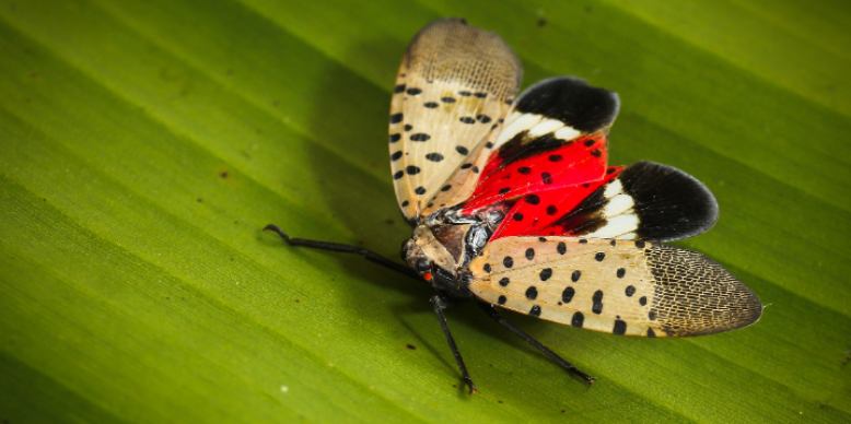 Spotted Lanternfly Control in Morganville, NJ: Why a Yard Pest Becomes an Agricultural Emergency