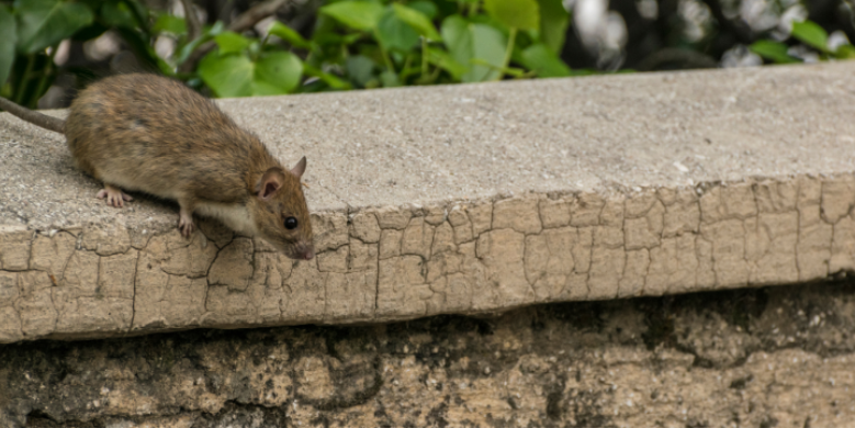 Preventative Pest Treatment Plans: Helps Protect Your Home Year-Round In Great Neck