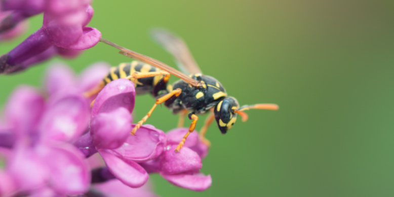 Seasonal Wasp Activity in Doylestown
