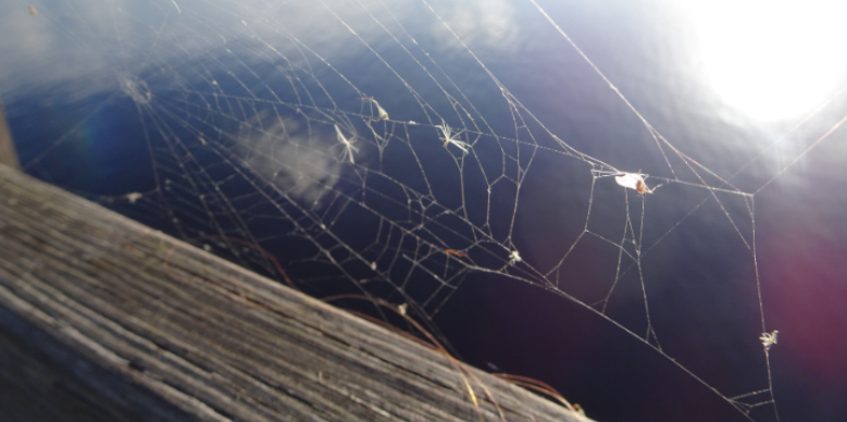 How Waterfront Dock Spiders and Webbing Creep onto Patios