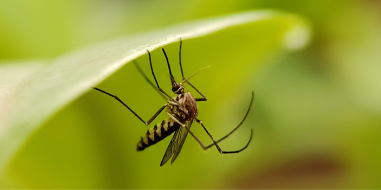 Seasonal Mosquito Activity in South Jersey